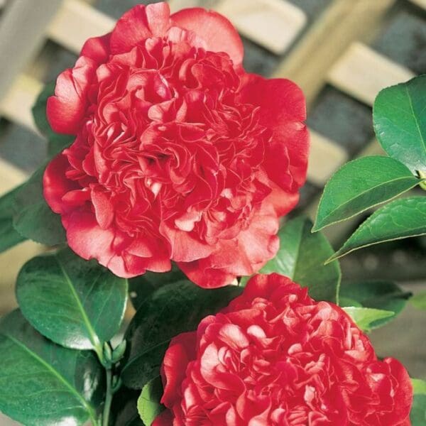 Camellia Grand Marshall 200MM - Image 2