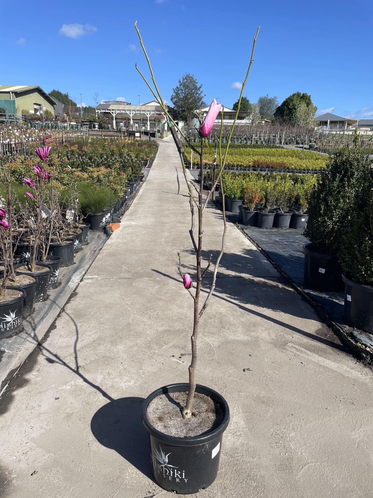 Magnolia Campbellii 'Star Wars' 330MM