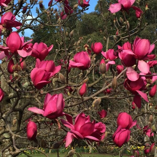 Magnolia Vulcan 400MM - Image 2
