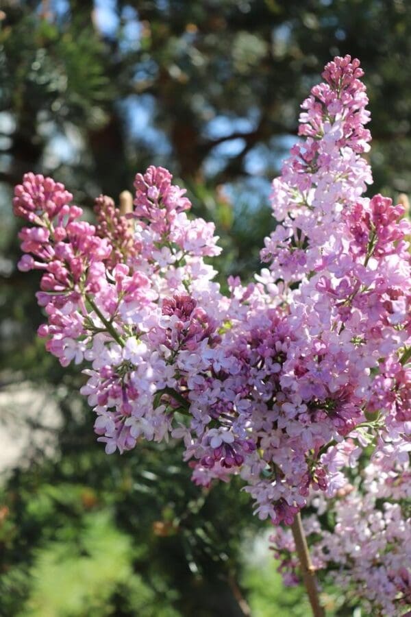 Syring Vulgaris Sweetheart Lilac 330MM - Image 2