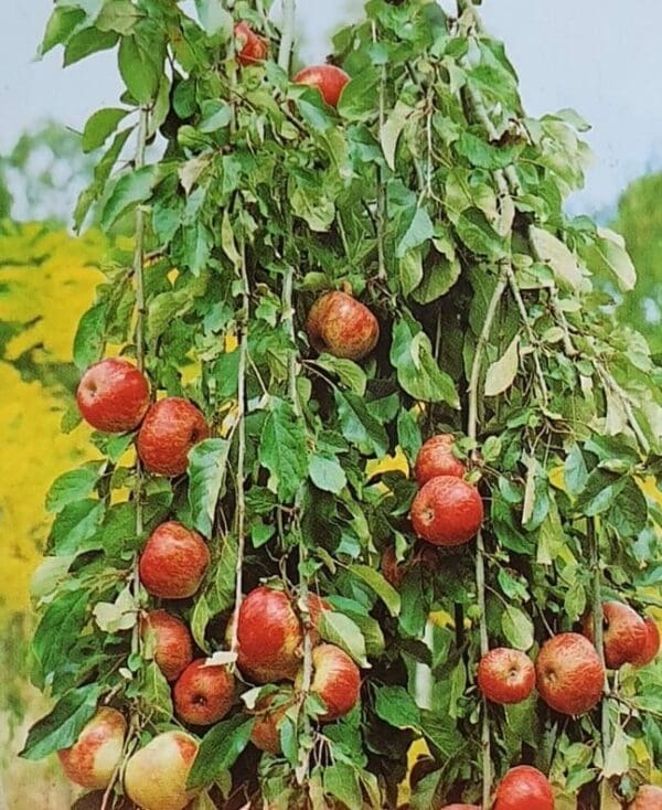 Malus 'Wandin Pride' Weeping Apple 300MM - Image 2