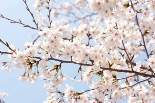 Prunus Yedoensis Yoshino Flowering Cherry 330MM - Image 2