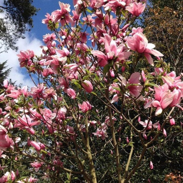 Magnolia Campbellii 'Star Wars' 330MM - Image 2