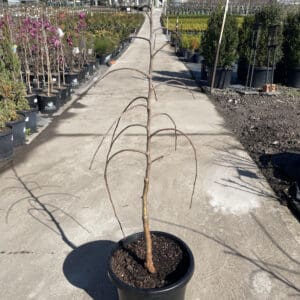Malus 'Wandin Pride' Weeping Apple 300MM