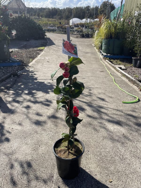Camellia Grand Marshall 200MM
