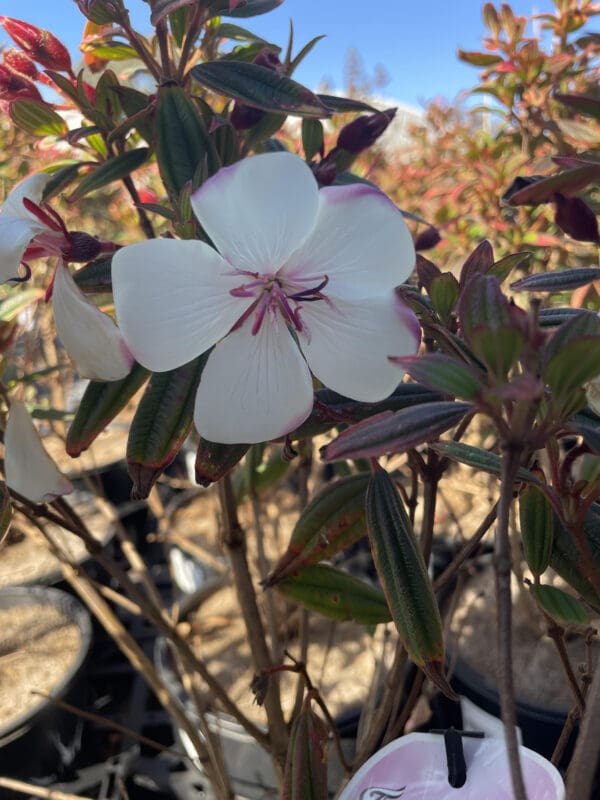 Tibouchina 'Peace Baby' 200MM - Image 2
