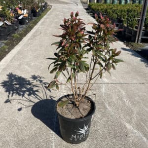 Tibouchina 'Peace Baby' 200MM