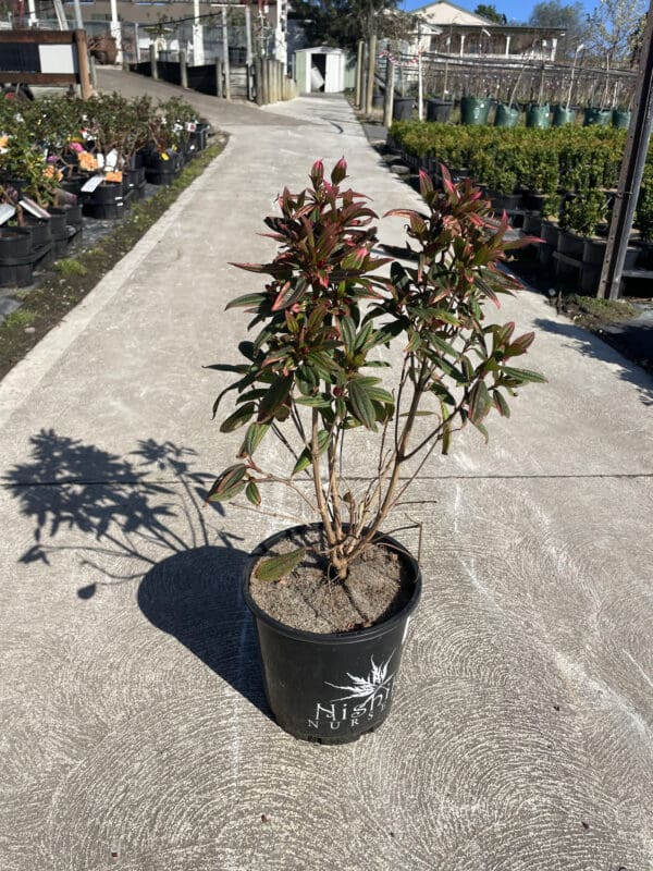 Tibouchina 'Peace Baby' 200MM