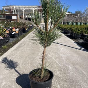 Pinus Thunbergii 'Japanese Black Pine' 200MM