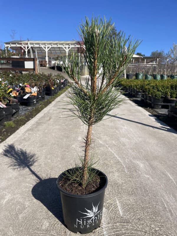 Pinus Thunbergii 'Japanese Black Pine' 200MM