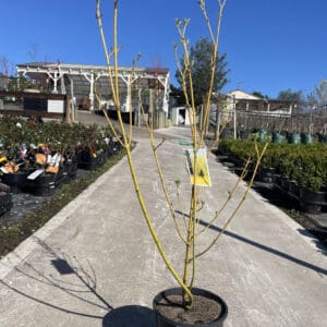 Cornus 'Yellow Stem Dogwood' 200MM