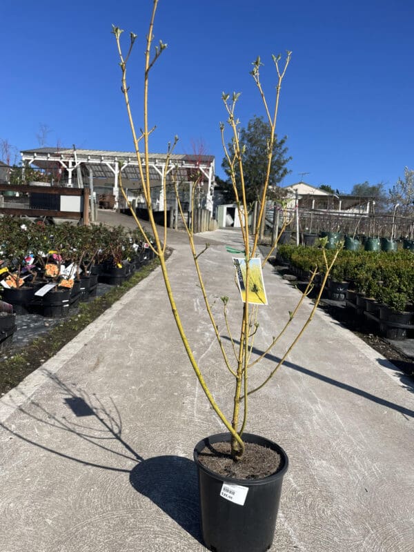 Cornus 'Yellow Stem Dogwood' 200MM