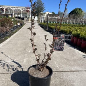 Pseudopanax 'Coastal Purple 5 Finger' 200MM