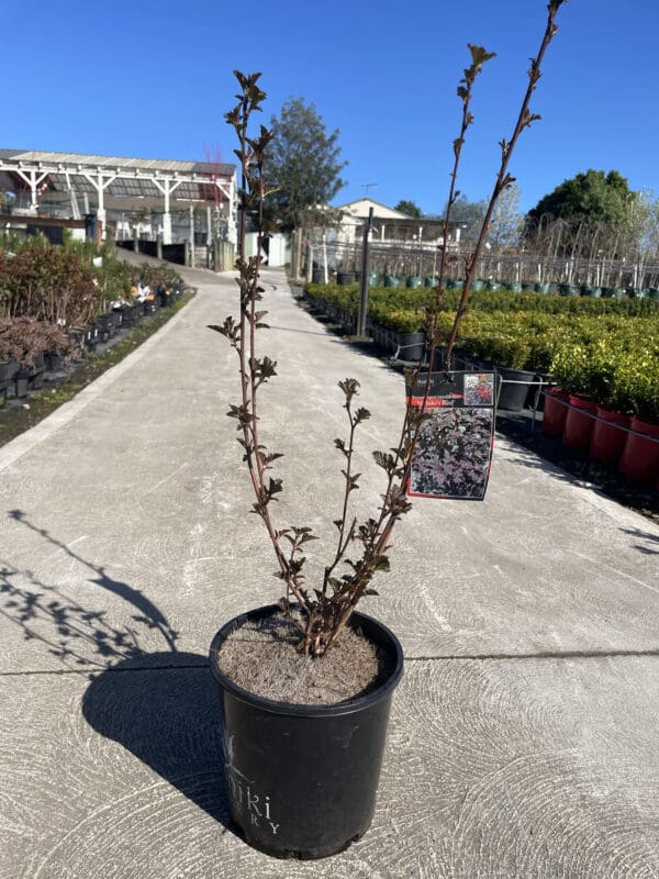 Pseudopanax 'Coastal Purple 5 Finger' 200MM