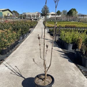 Syring Vulgaris Sweetheart Lilac 330MM