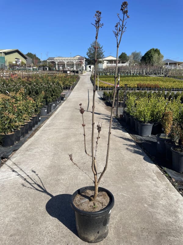 Syring Vulgaris Sweetheart Lilac 330MM