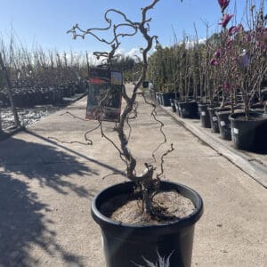 Corylus Avellana Contorta 'Crazy Filbert' 330MM