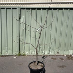 Prunus Yedoensis Yoshino Flowering Cherry 330MM