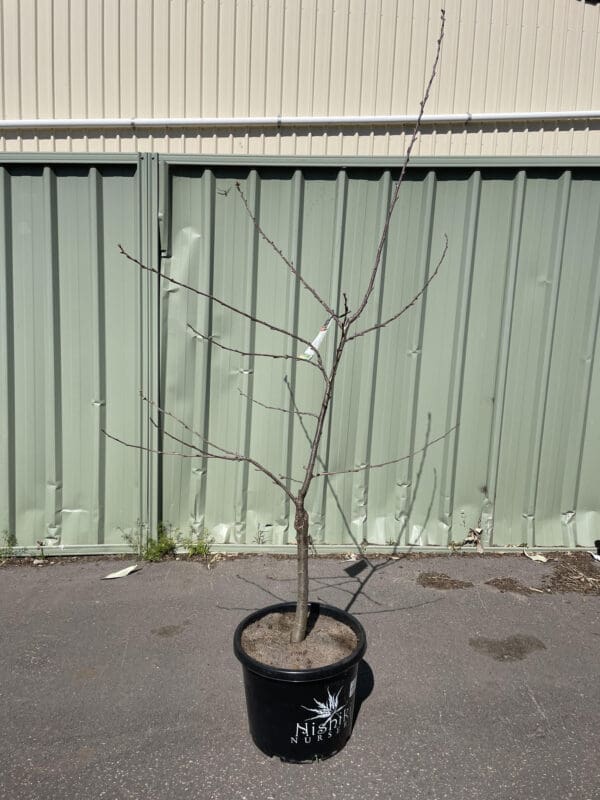 Prunus Yedoensis Yoshino Flowering Cherry 330MM