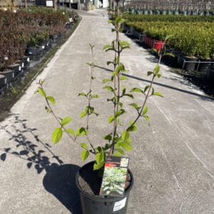 Viburnum Plicatum Mariesii 200MM