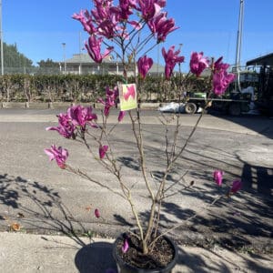 Magnolia 'Susan' 300MM