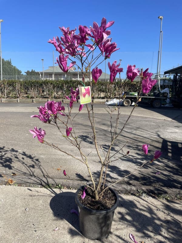 Magnolia 'Susan' 300MM