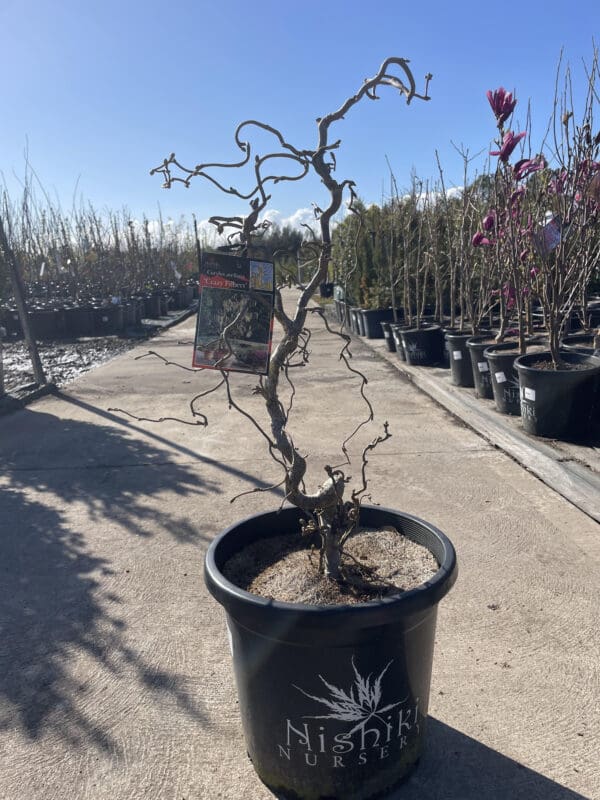 Corylus Avellana Contorta Crazy Filbert 330MM