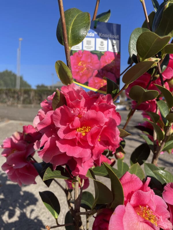 Camellia Floribunda 'Knockout' 200MM - Image 2
