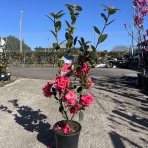 Camellia Floribunda 'Knockout' 200MM