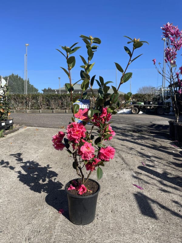 Camellia Floribunda 'Knockout' 200MM