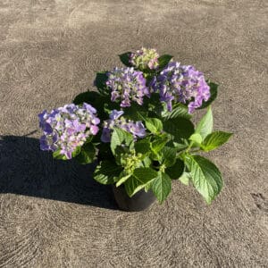 HYDRANGEA BLUE/PINK/WHITE 180MM